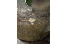 Geglazuurde pot -Luksa